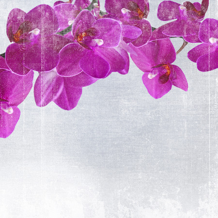 Close-up of pink orchid phalaenopsis. Bouquet of flowers orchids on grunge backgroundの写真素材
