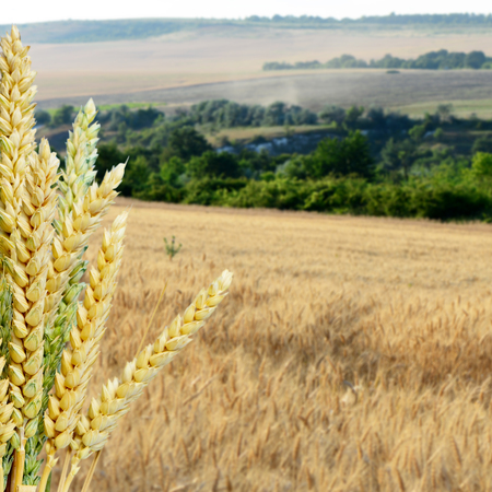 Ears of wheat against the background of a wheat fieldの写真素材