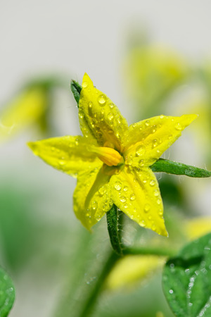 Growing tomatoes.Flowers on tomato plantsの写真素材