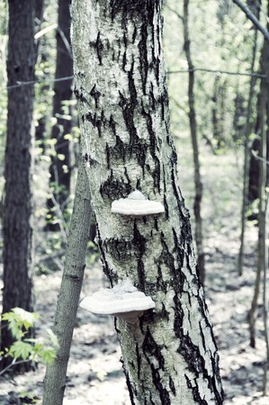 Fungus growing from the trunk of a tree. Photo toned in vintage styleの写真素材