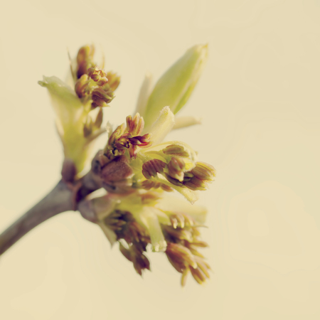 Green maple buds in spring closeup. Photo toned in vintage styleの写真素材
