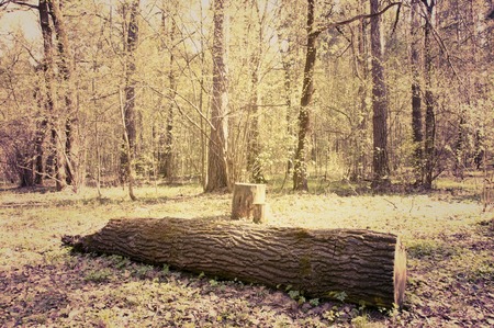 Spring forest. Photo toned in vintage styleの写真素材