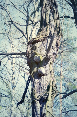 Spring forest. Photo toned in vintage styleの写真素材