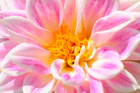 Dahlia flower very close upの写真素材