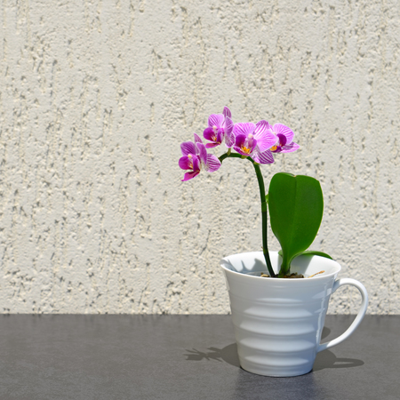 Small orchid flower on dark backgroundの写真素材