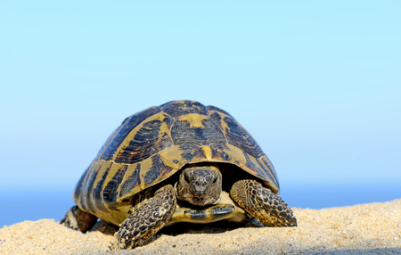 Hermann's Tortoise on a sandy beach close upの写真素材
