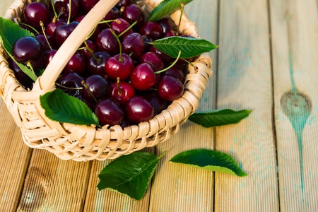 Fresh cherries in a basket and cherry leavesの写真素材