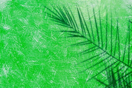 The shadow of the palm leaf on a green background
