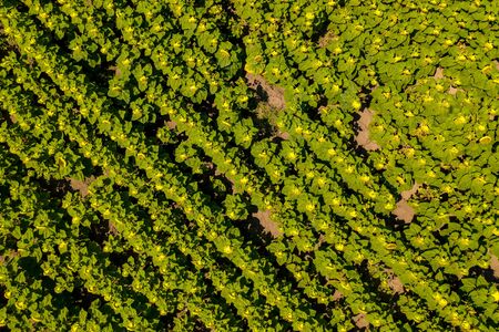 Sunflower field top view. Agricultural landscape from a bird sightの写真素材
