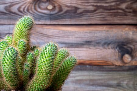 Bright green cactus on an old wooden background. Close-up shotの写真素材