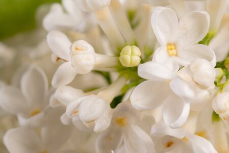Spring bloomin white lilac flowers. Soft focus shotの写真素材