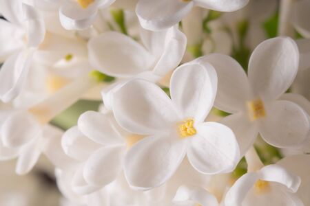 Spring bloomin white lilac flowers. Soft focus shotの写真素材