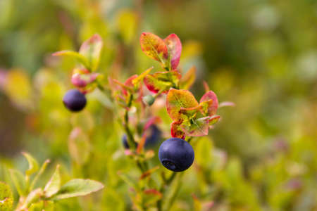 Blueberryの写真素材