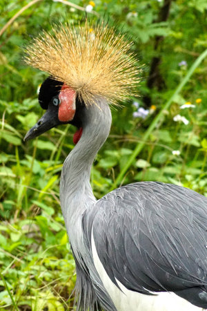Gray crowned cranes, Serengeti National Park, Tanzania