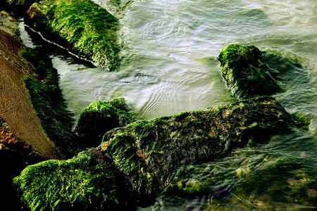  	Moss Green moss thrives because of the beach all day sun of the tropics. の写真素材