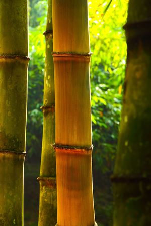 Bamboo Fresh green and bamboo growing tropical regions, botanical garden Bogor,Indonesiaの写真素材