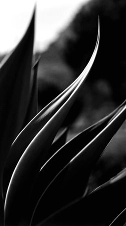 Sharp leaf acumen inspire thought and action in important decisions.の写真素材