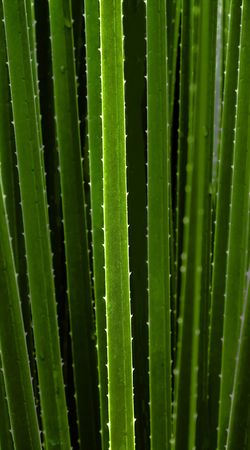 Thorns of the plant the morning giving details of beautyの写真素材