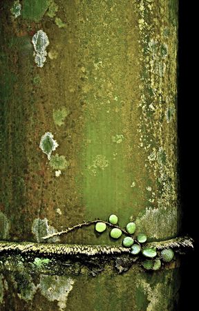  	Fresh green and bamboo growing tropical regions, botanical garden Bogor,の写真素材