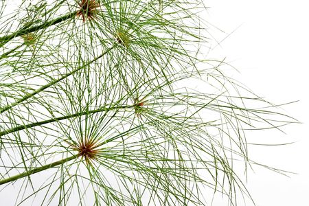 weeds grow near marshes provide fertile plains of natural beautyの写真素材