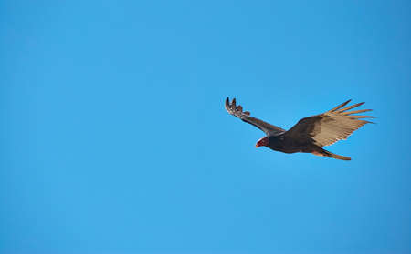 Flying turkey vulture, blue skyの写真素材