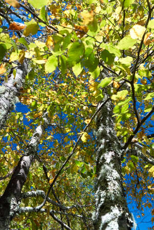 Sunlit Birch Trees in Indian Summer blue Skyの写真素材
