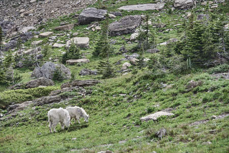 Wild Mountain Goat in Glaciers National Park Montanaの写真素材