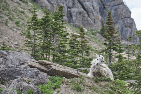 Wild Mountain Goat in Glaciers National Park Montanaの写真素材