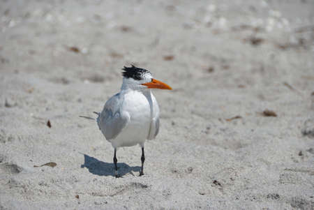 One royal tern at beach on Sanibel Islandの写真素材