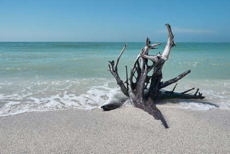 Dry dead tree root flotsam at beach on Sanibel Islandの写真素材