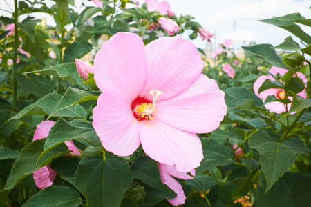 One beautiful pink hibiscus blossom with green leaves and yellow stigma
