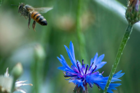 Bee and cornflower in the garden. Close-up. Selective focus.の写真素材