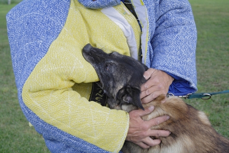 Dog training school  Belgian Malinois in the attack のeditorial素材