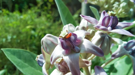 Calotropis procera is a species of flowering plant in the family Apocynaceae native to North Africa, Pakistan, tropical Africa, West Asia, South Asia, and Indochina. The green fruiの写真素材
