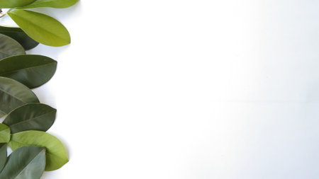 white background with green leaf decoration
