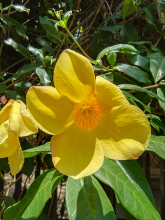 Allamanda cathartica is an ornamental plant commonly referred to as the alamanda flower and is also...