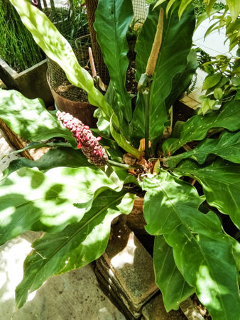 Anthurium is a type of ornamental plant that has a boom in society and the price is very expensive, this plant is also known as the wave of love plants.の写真素材