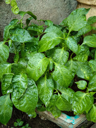 chili plant that is still growing