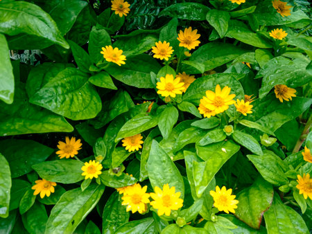 Mini Sun Yellow Little Star Flower Sunflower Butter Daisy Flower a day shootの写真素材