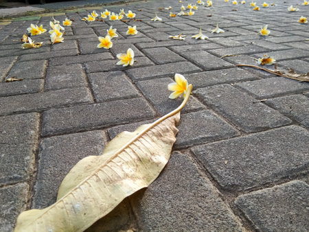 frangipani flowers falling on the paving road taken at a low angleの写真素材