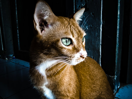 cute orange and green eyed cat expressionの写真素材