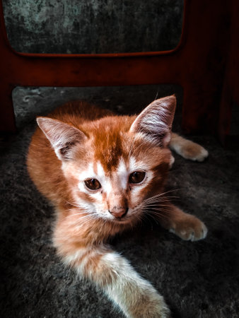 cute and funny-faced street kitten in a food stall
