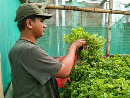 Probolinggo,Indonesia. Nov.2022 :farmer is harvesting brazil spinach from hydroponic gardenのeditorial素材