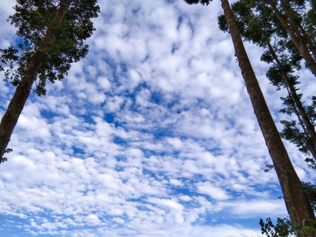 blue and cloudy sky taken with low angle between Agathis dammara treesの写真素材