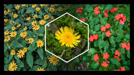 A beautiful collage of three flowers suitable for a flower theme wallpaper or backgroundの写真素材