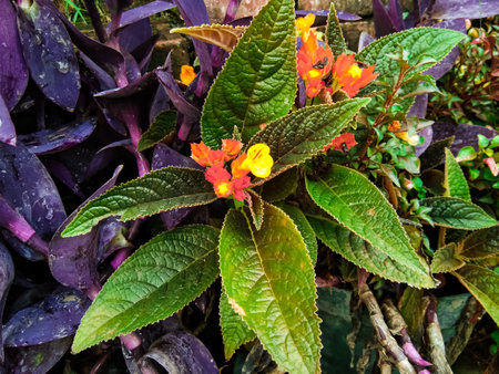 Chrysothemis pulchella, Copper Leaf, Ornamental plant with copper-colored leaves in the morning