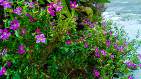 The Mexican Heather or Cuphea hyssopifolia, which grows in Indonesia