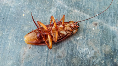 dead cockroach lying on its back on the floor