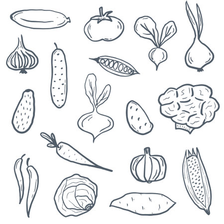 Set of various doodles, hand drawn rough simple sketches of different kinds of vegetables. Vector freehand illustration isolated on white background.のイラスト素材