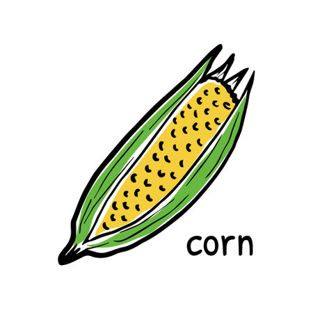 Corn cob isolated on white background. Organic healthy food. Vector hand-drawn illustration in doodle style. Perfect for cards, logo, decorations, recipes, various designs.のイラスト素材